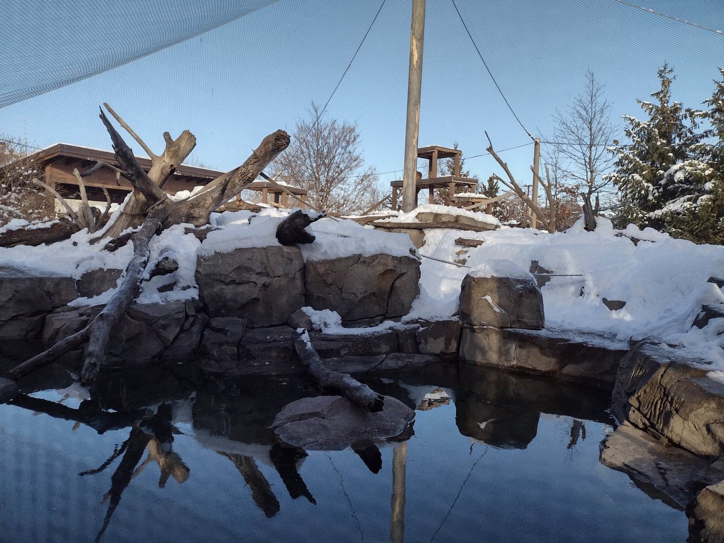 Japanese Macaque Exhibit