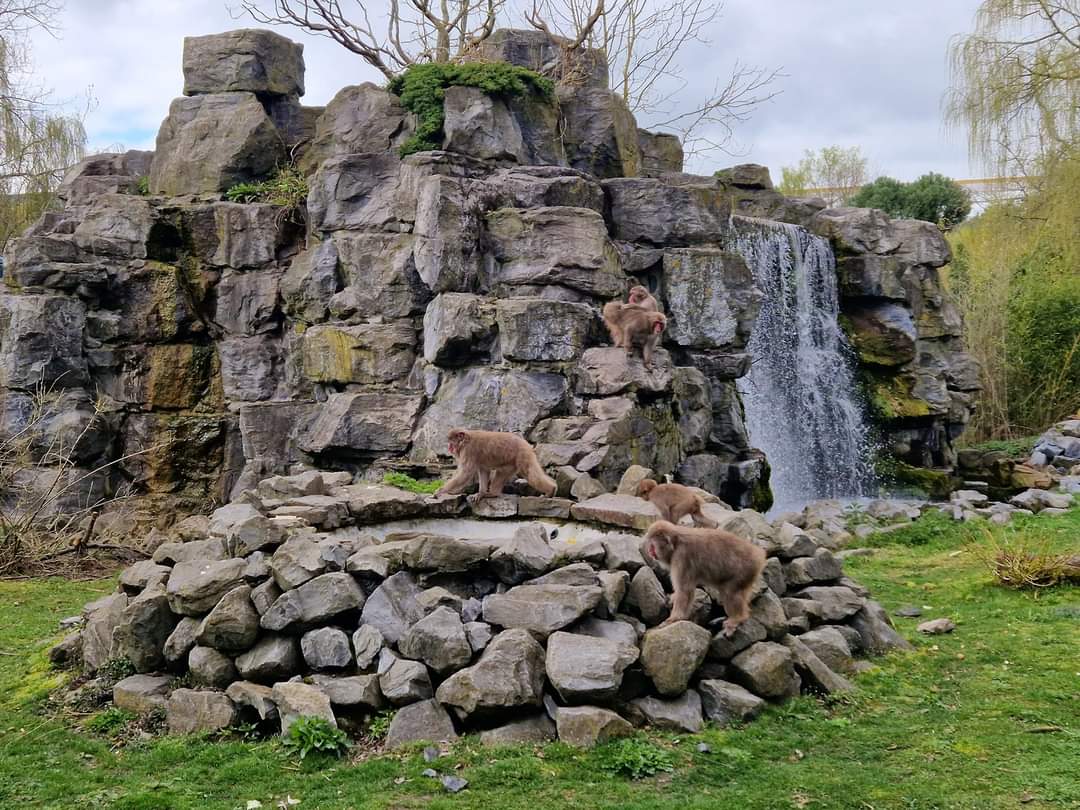 Japanese Macaque Exhibit