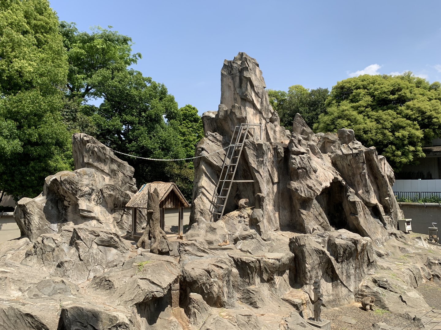 Japanese Macaque Exhibit