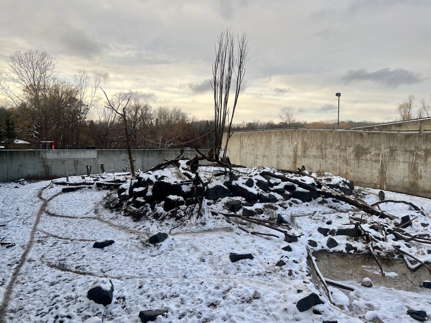 Japanese Macaque Exhibit