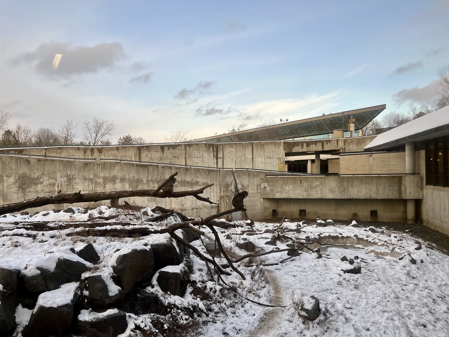 Japanese Macaque Exhibit