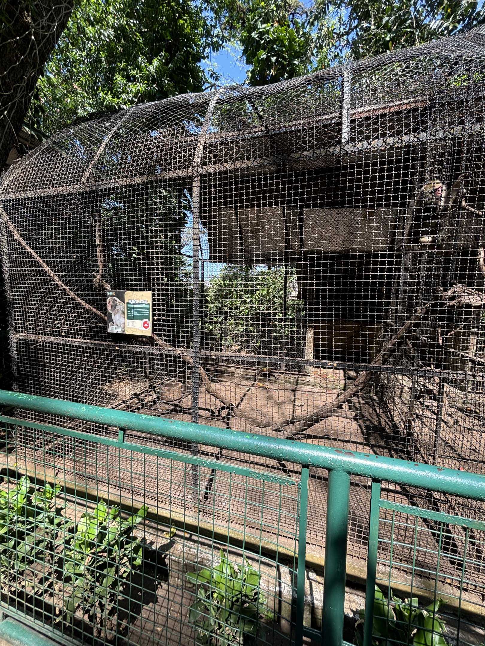 Japanese Macaque Exhibit