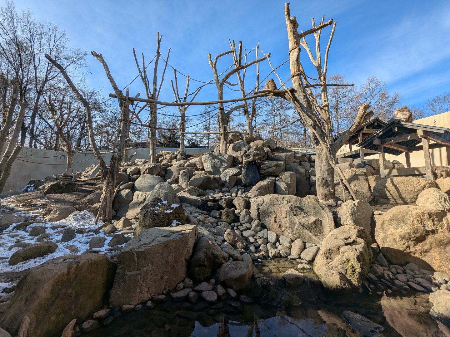 Japanese Macaque Exhibit
