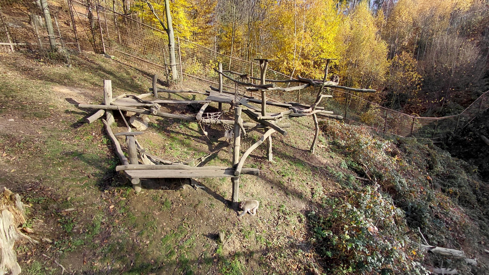 Japanese macaque exhibit