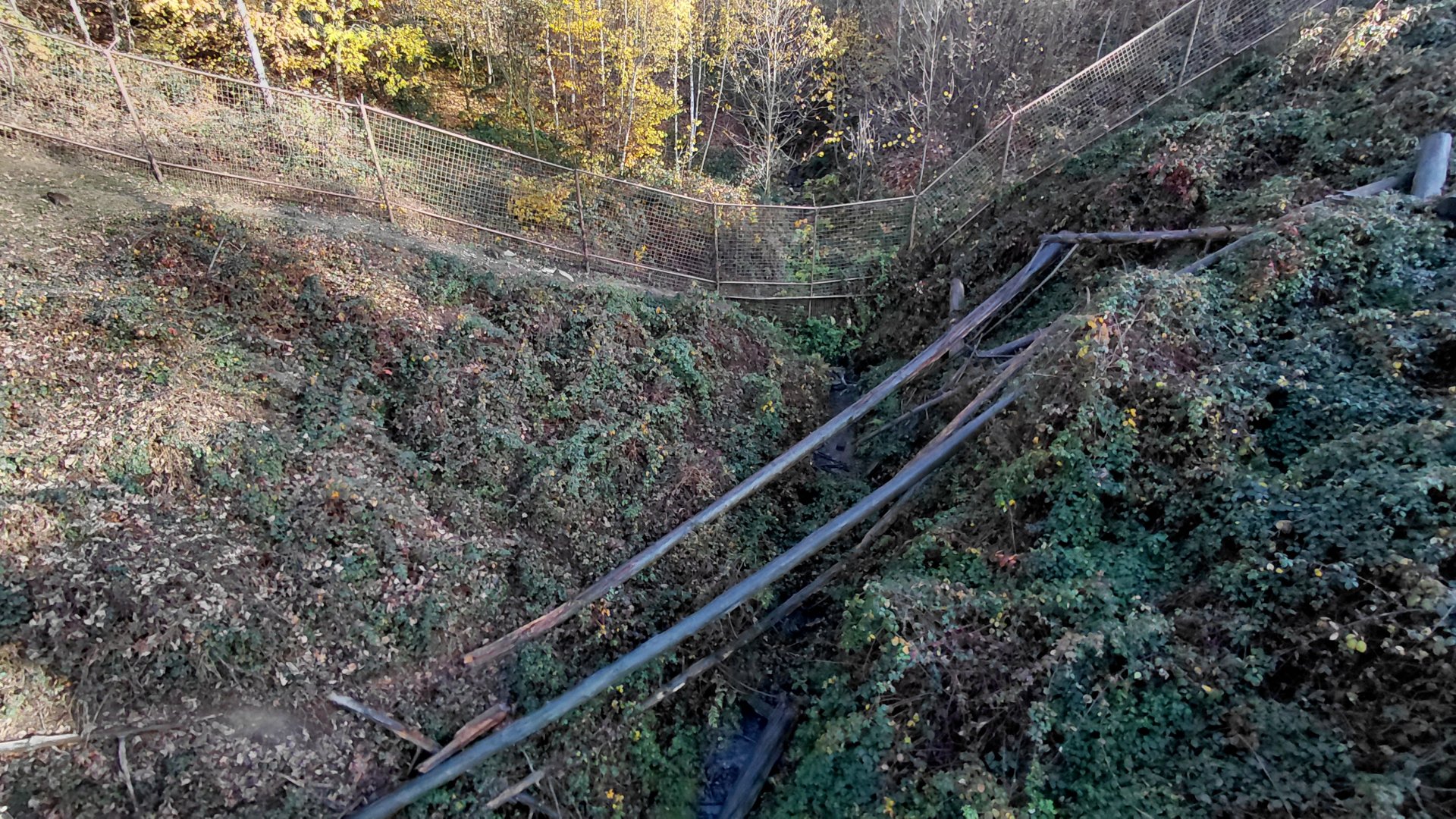 Japanese macaque exhibit
