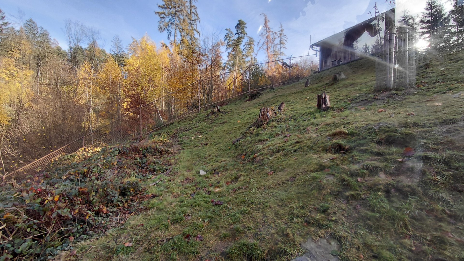 Japanese macaque exhibit
