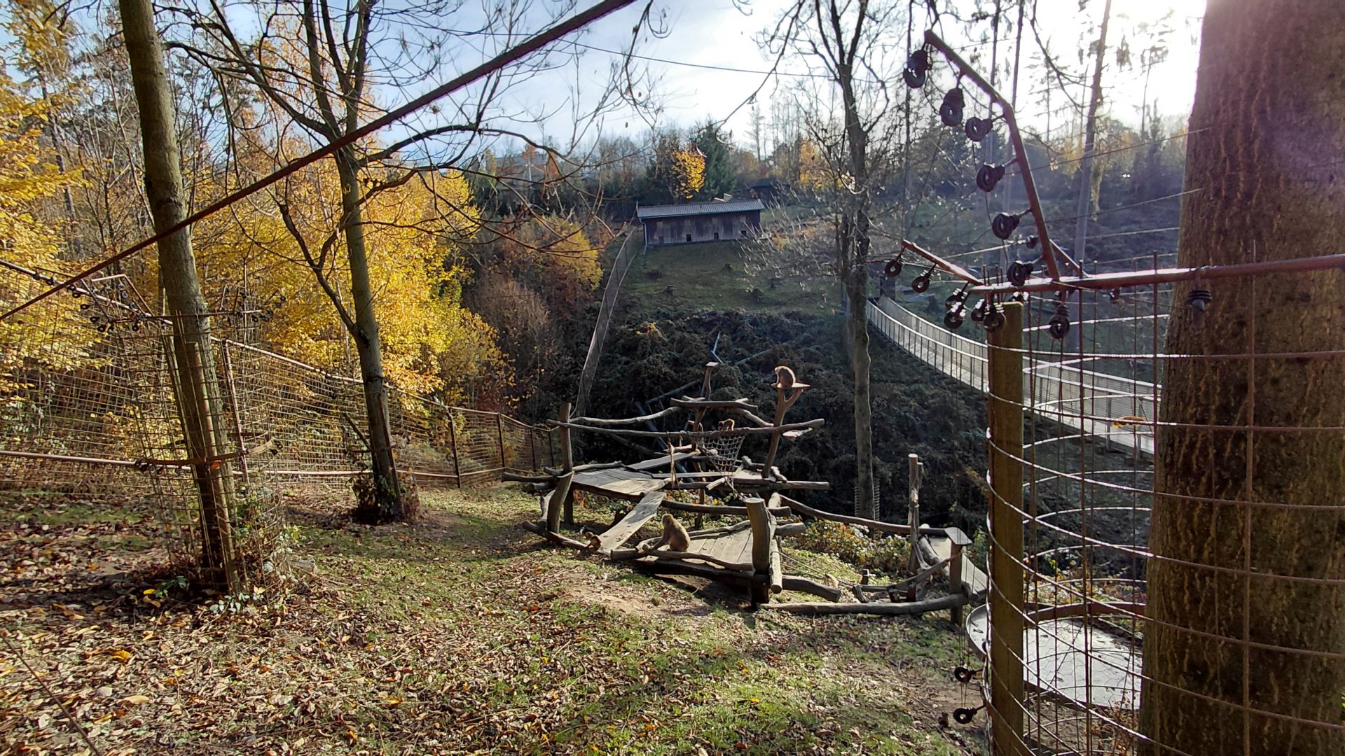Japanese macaque exhibit