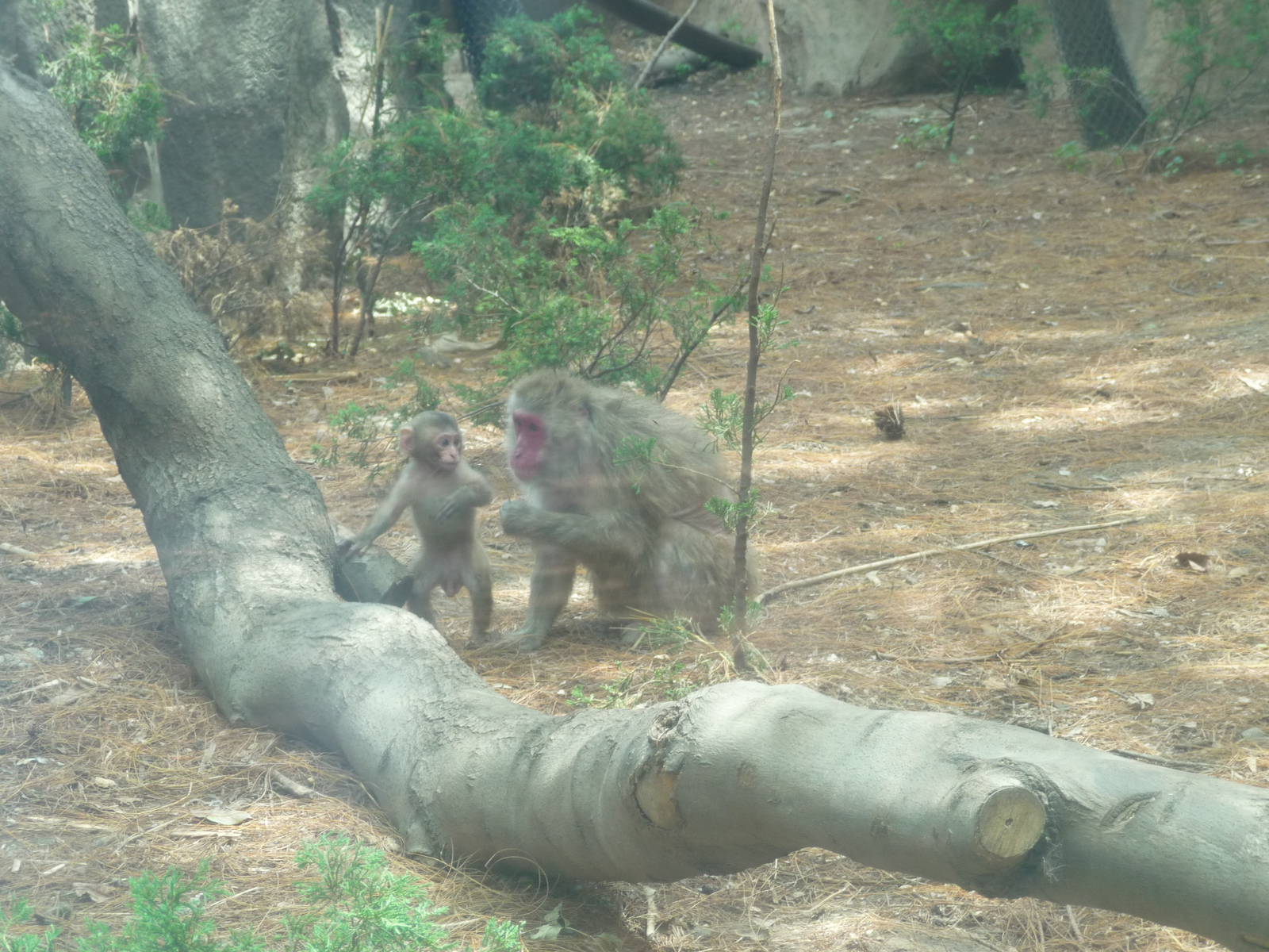 japanese macaque female and young chapultepec zoo