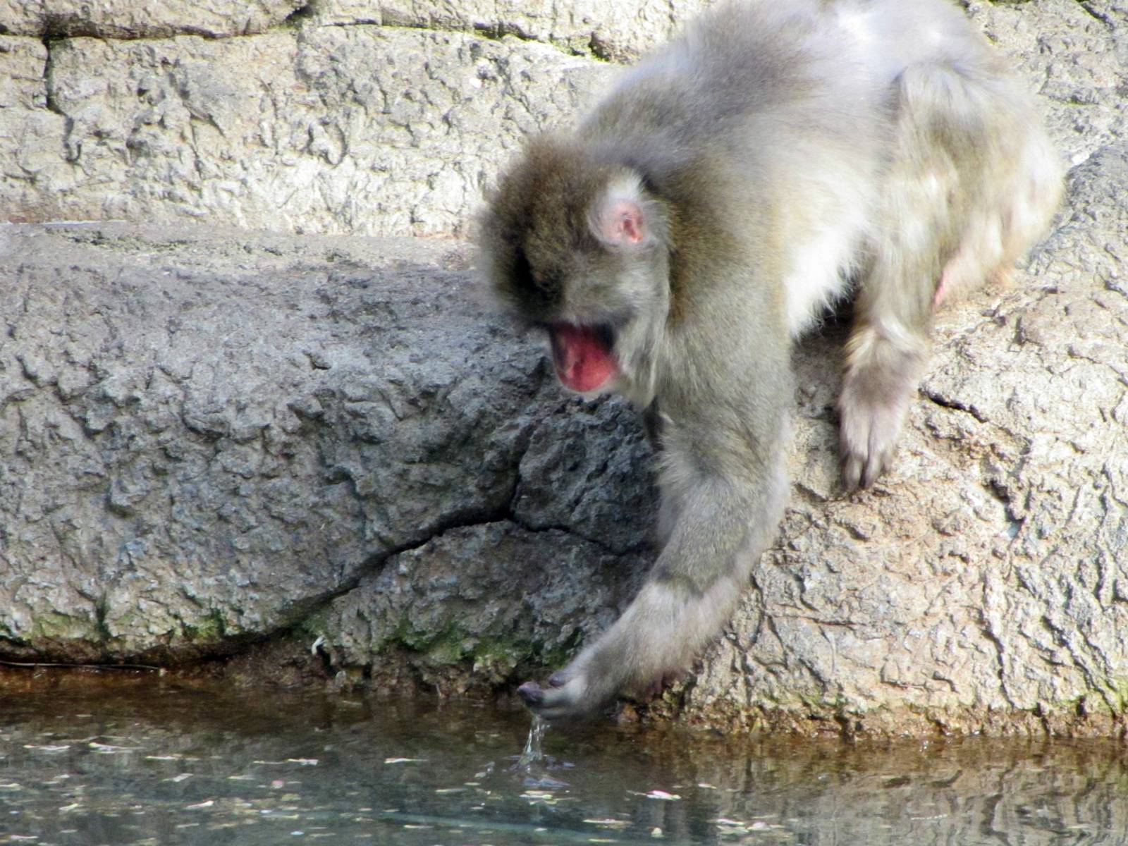 Japanese Macaque Fishing