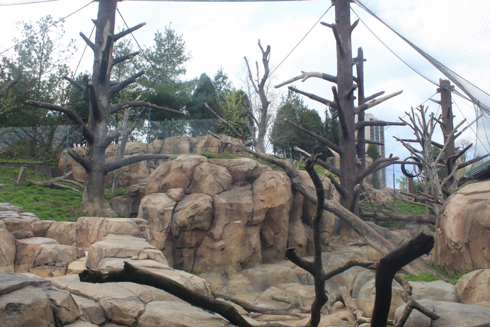Japanese Macaque Forest