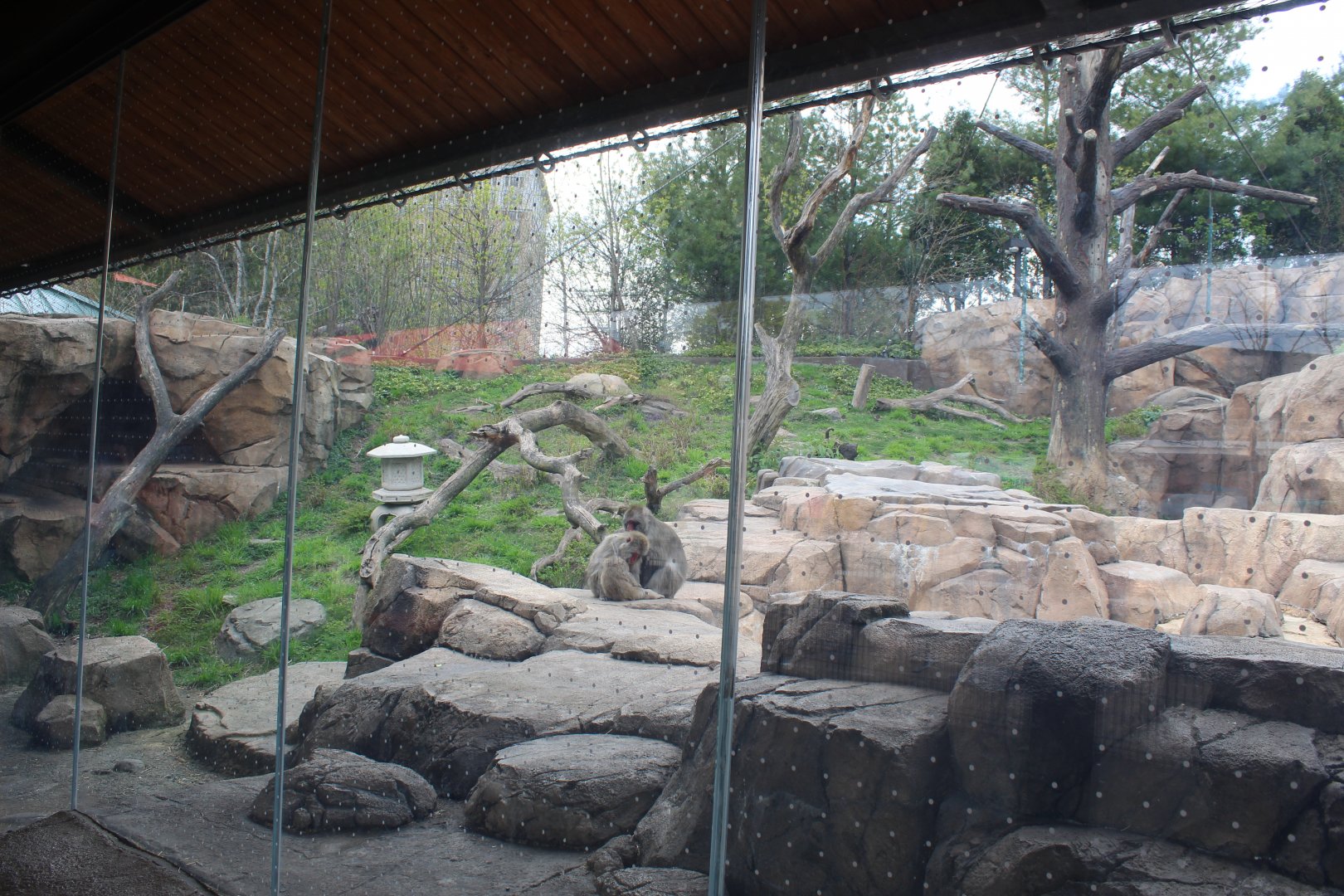 Japanese Macaque Forest