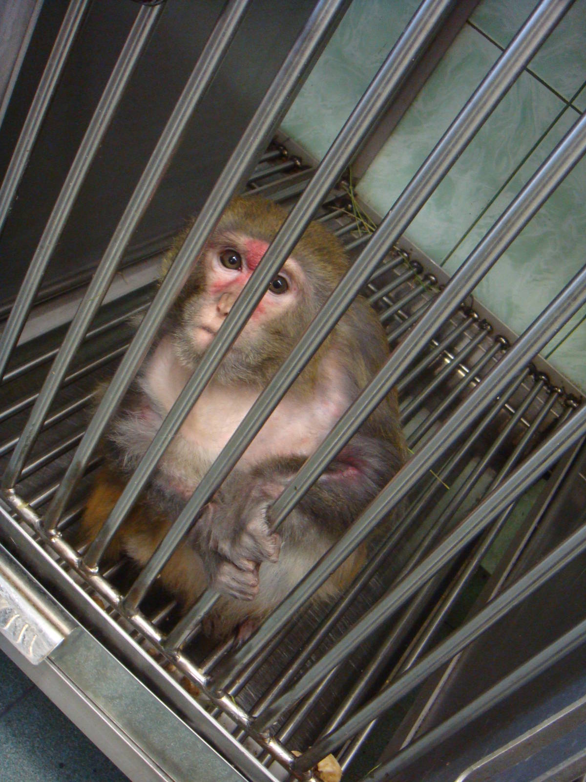 Japanese macaque in quarantine area