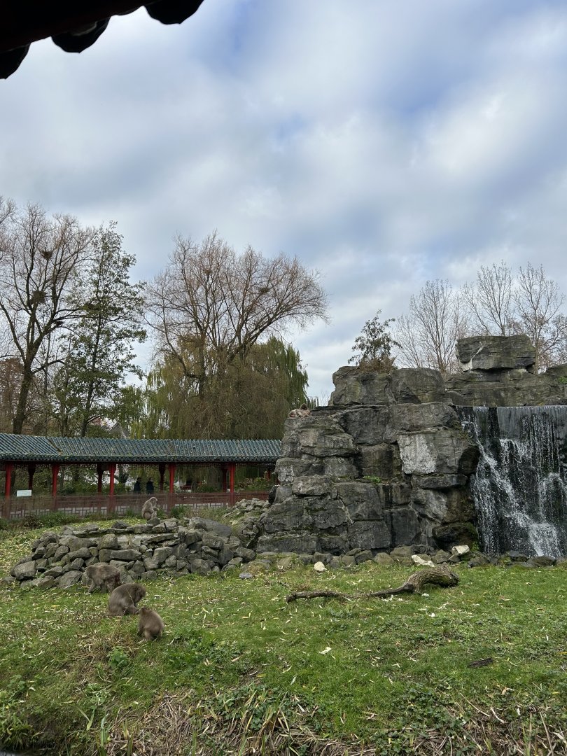 Japanese macaque in the Middle Kingdom