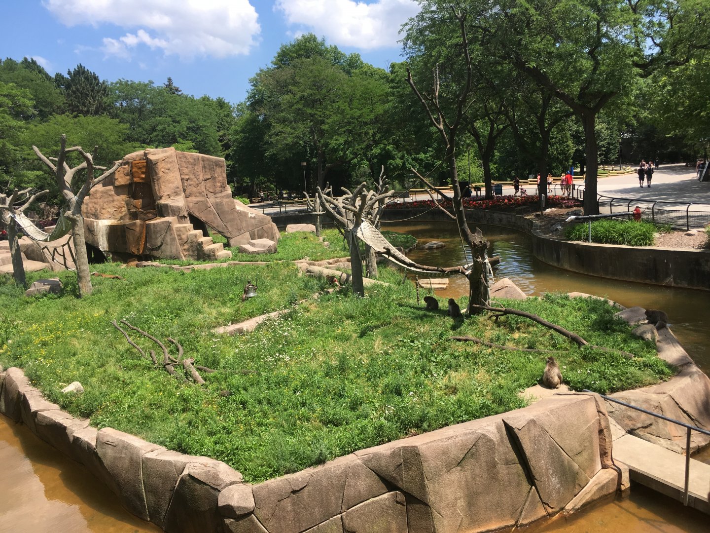 Japanese Macaque Island | Milwaukee County Zoo
