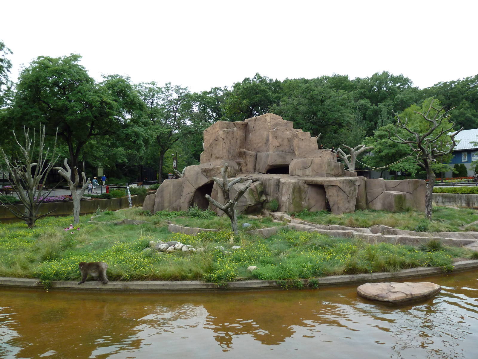 Japanese Macaque Island