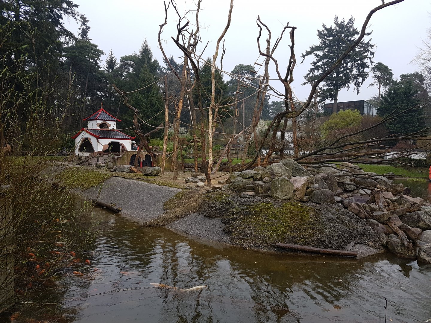 Japanese macaque-island