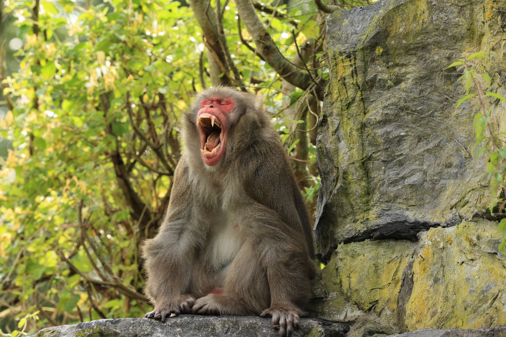 Japanese macaque (July 2021)