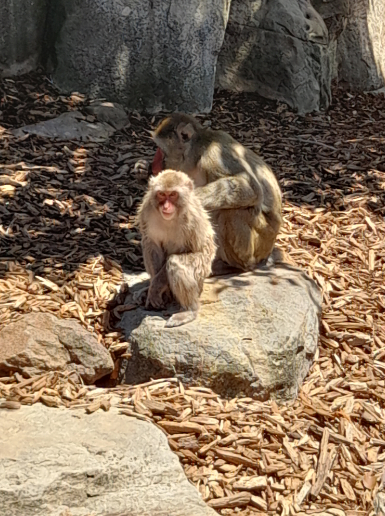 Japanese Macaque - Launceston City Park