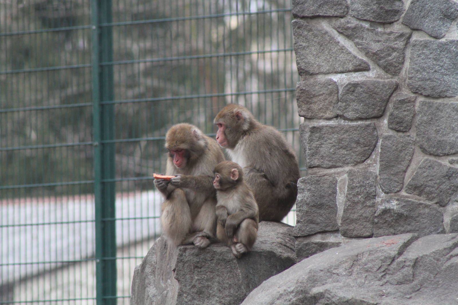 Japanese Macaque (Macaca fuscat)