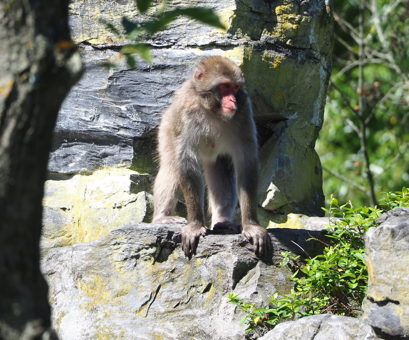Japanese macaque (Macaca fuscata), 2022-06-28