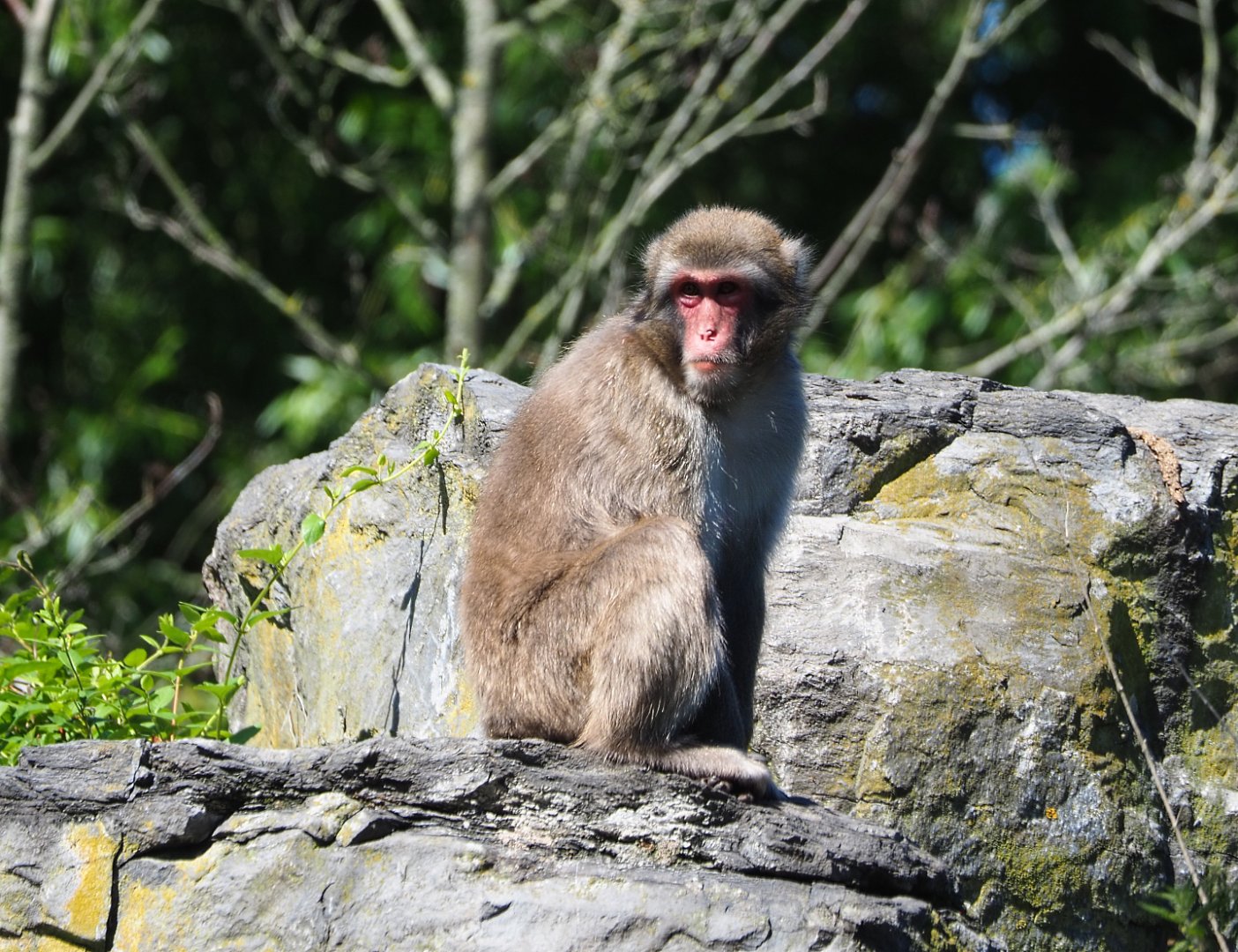 Japanese macaque (Macaca fuscata), 2022-06-28