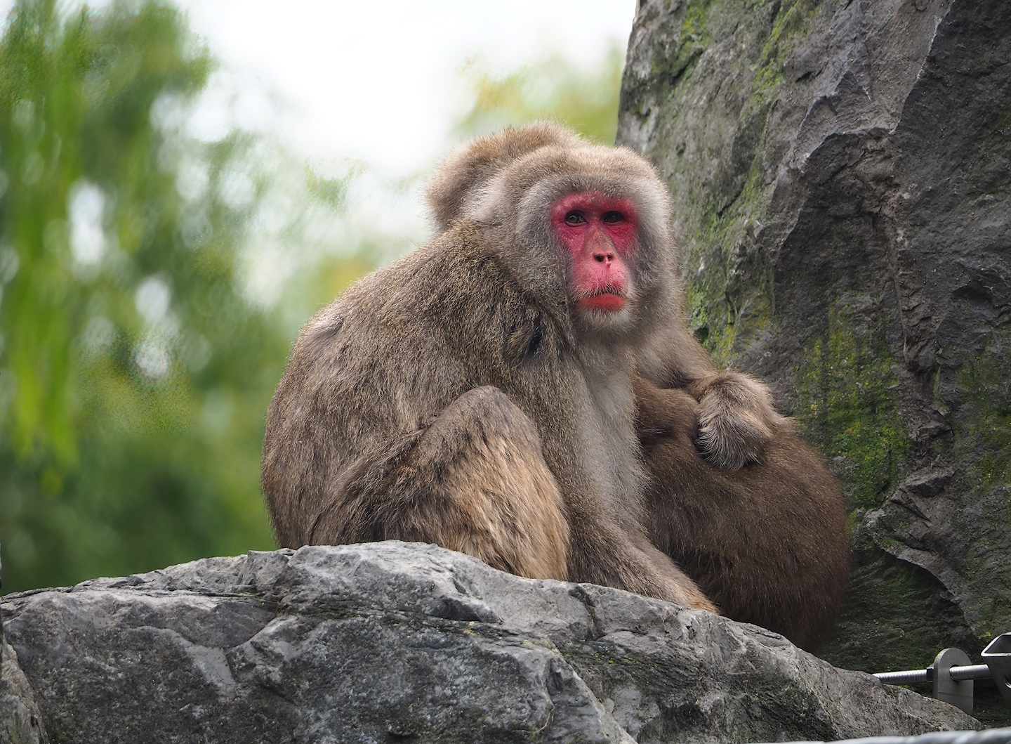 Japanese macaque (Macaca fuscata), 2023-10-13