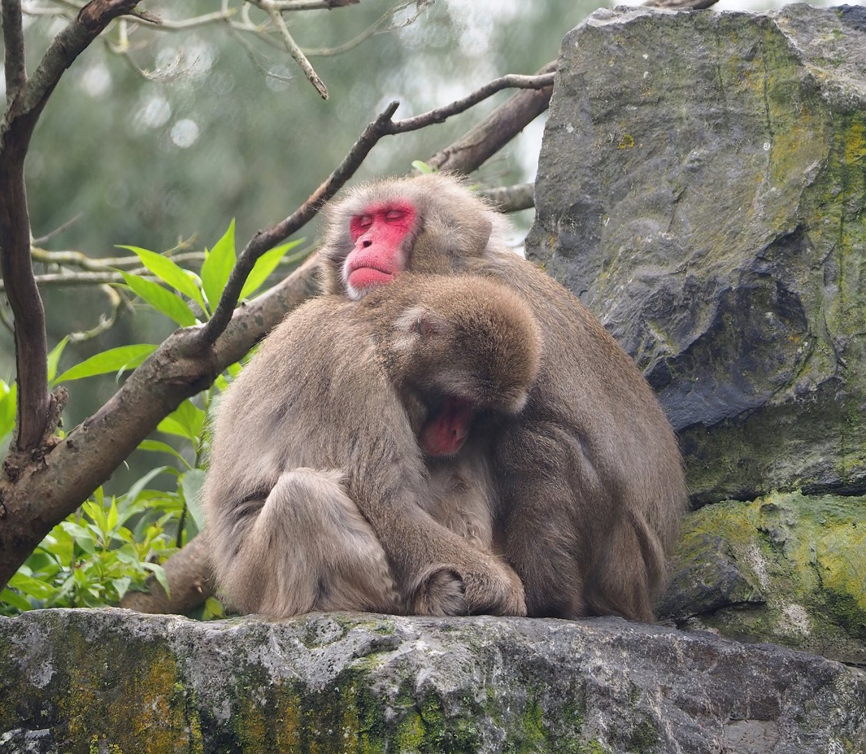 Japanese macaque (Macaca fuscata), 2023-10-13