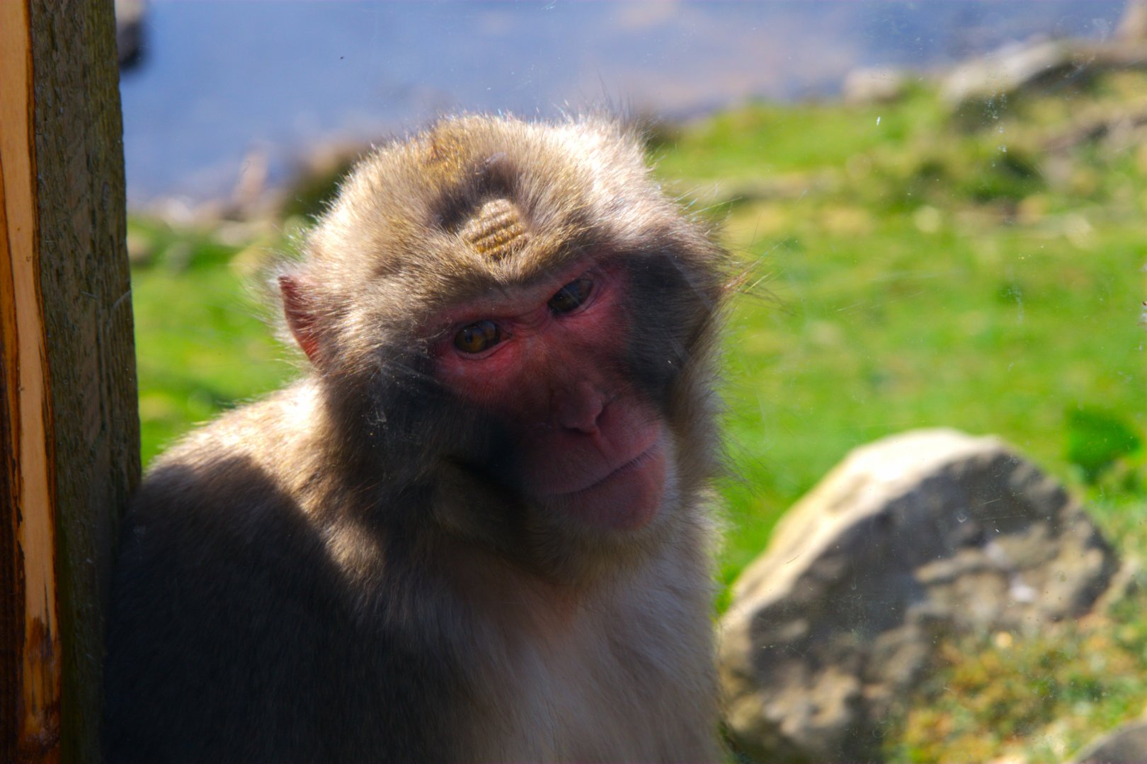 Japanese Macaque (Macaca fuscata), 2025-04-10