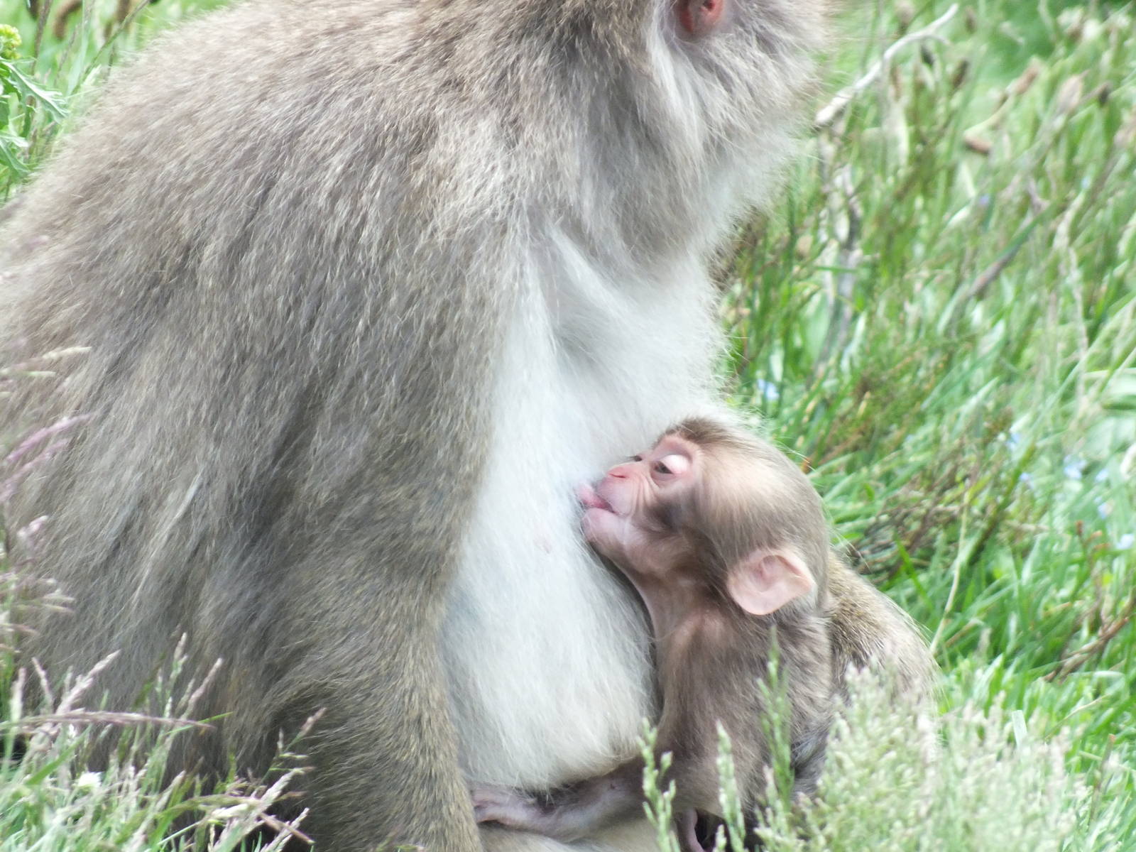 Japanese Macaque (Macaca fuscata) at Highland Wildlife Park - July 5th 2012