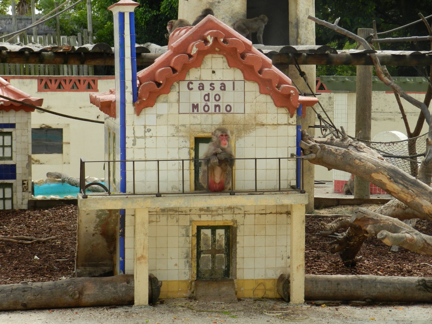 Japanese Macaque (Macaca fuscata) at Jardim Zoológico de Lisboa, Portugal*