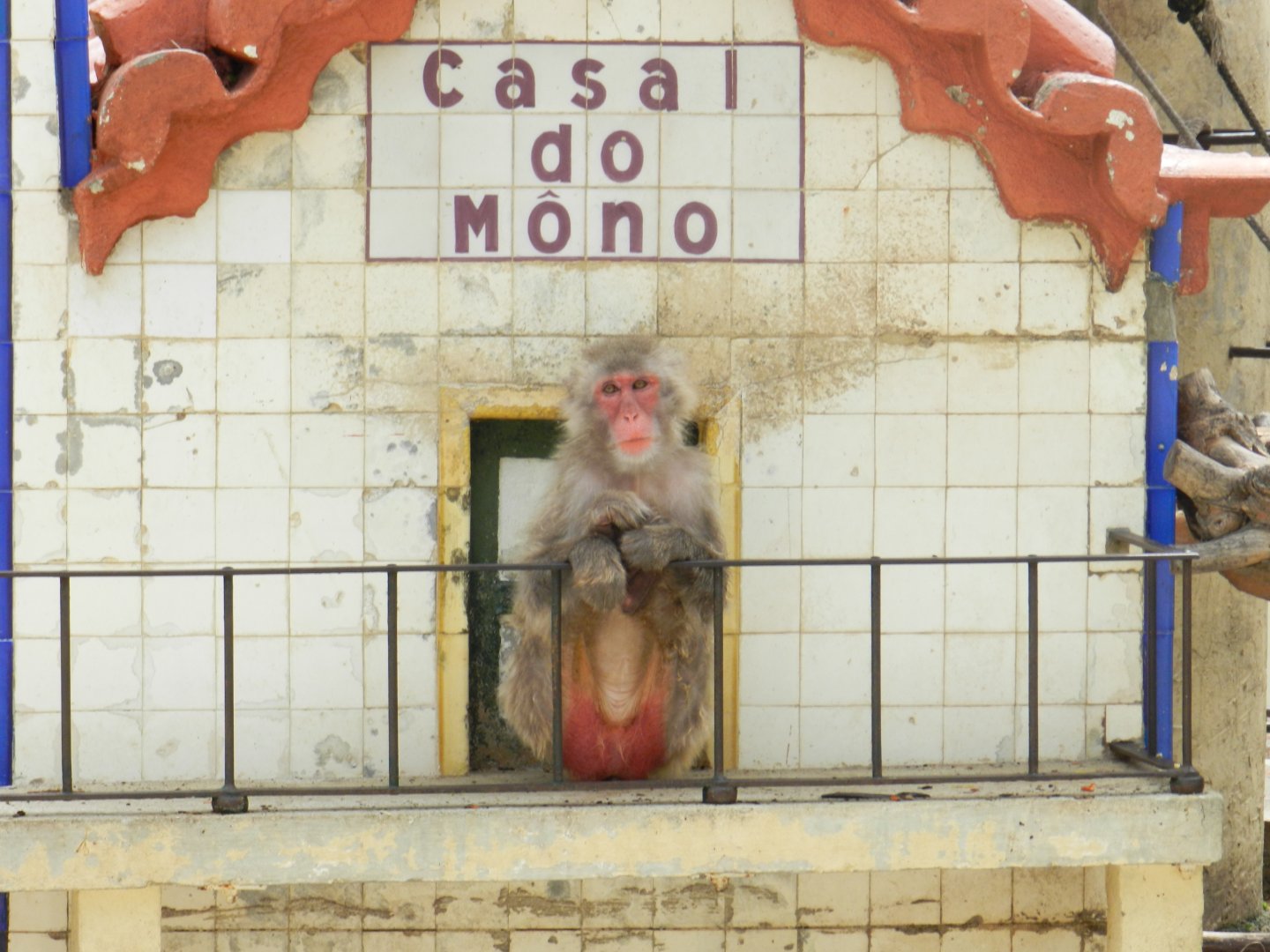Japanese Macaque (Macaca fuscata) at Jardim Zoológico de Lisboa, Portugal*