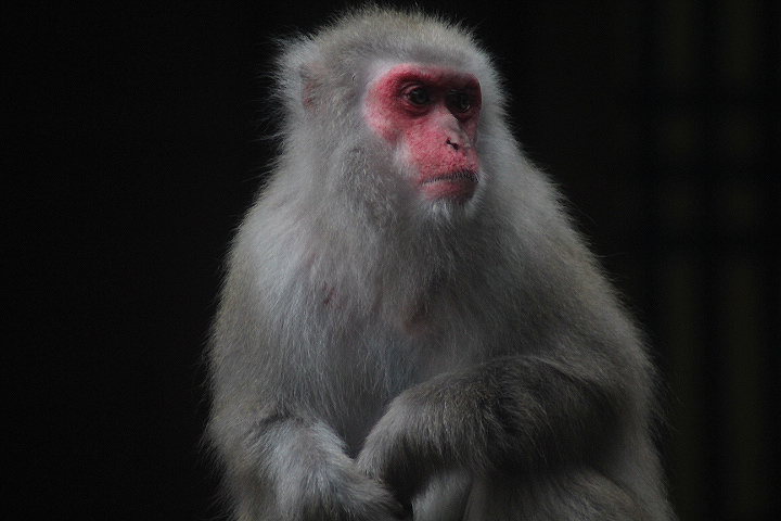 Japanese macaque (Macaca fuscata fuscata)