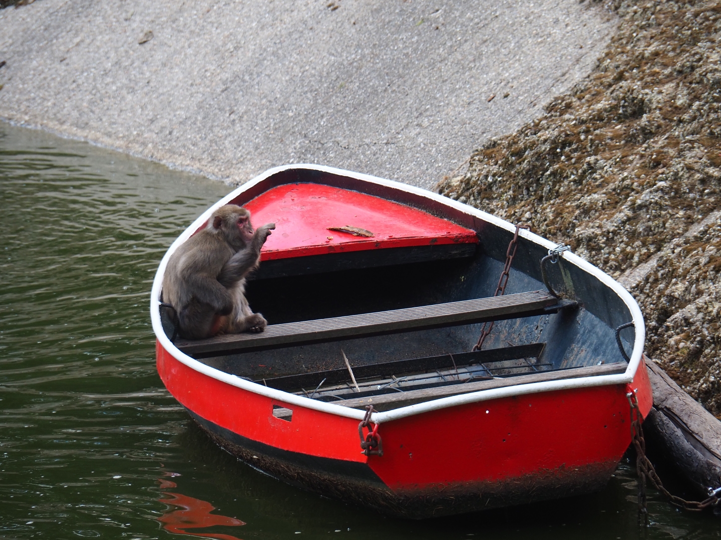 Japanese macaque (Macaca fuscata) in little red boat