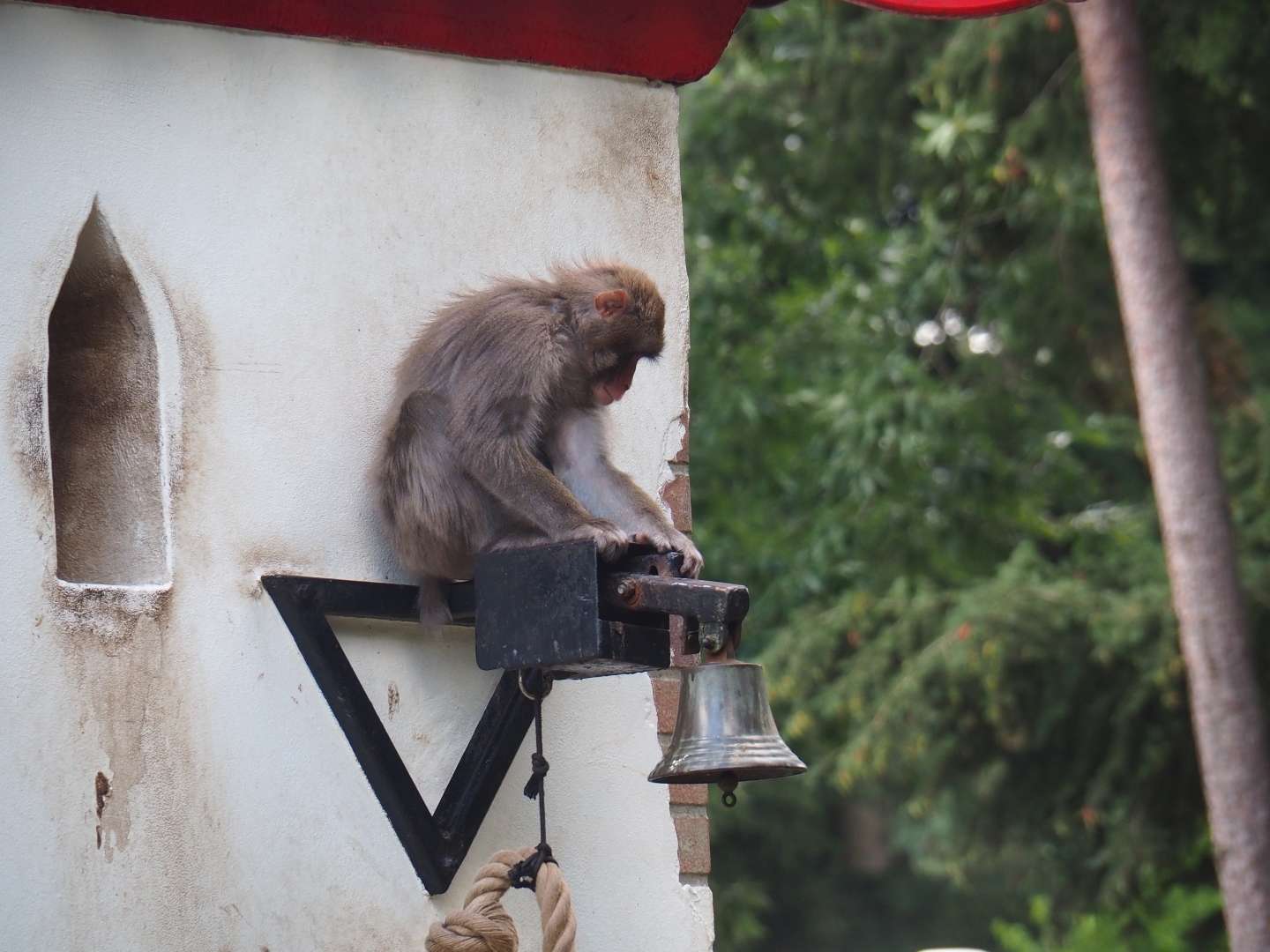 Japanese macaque (Macaca fuscata) on bell holder