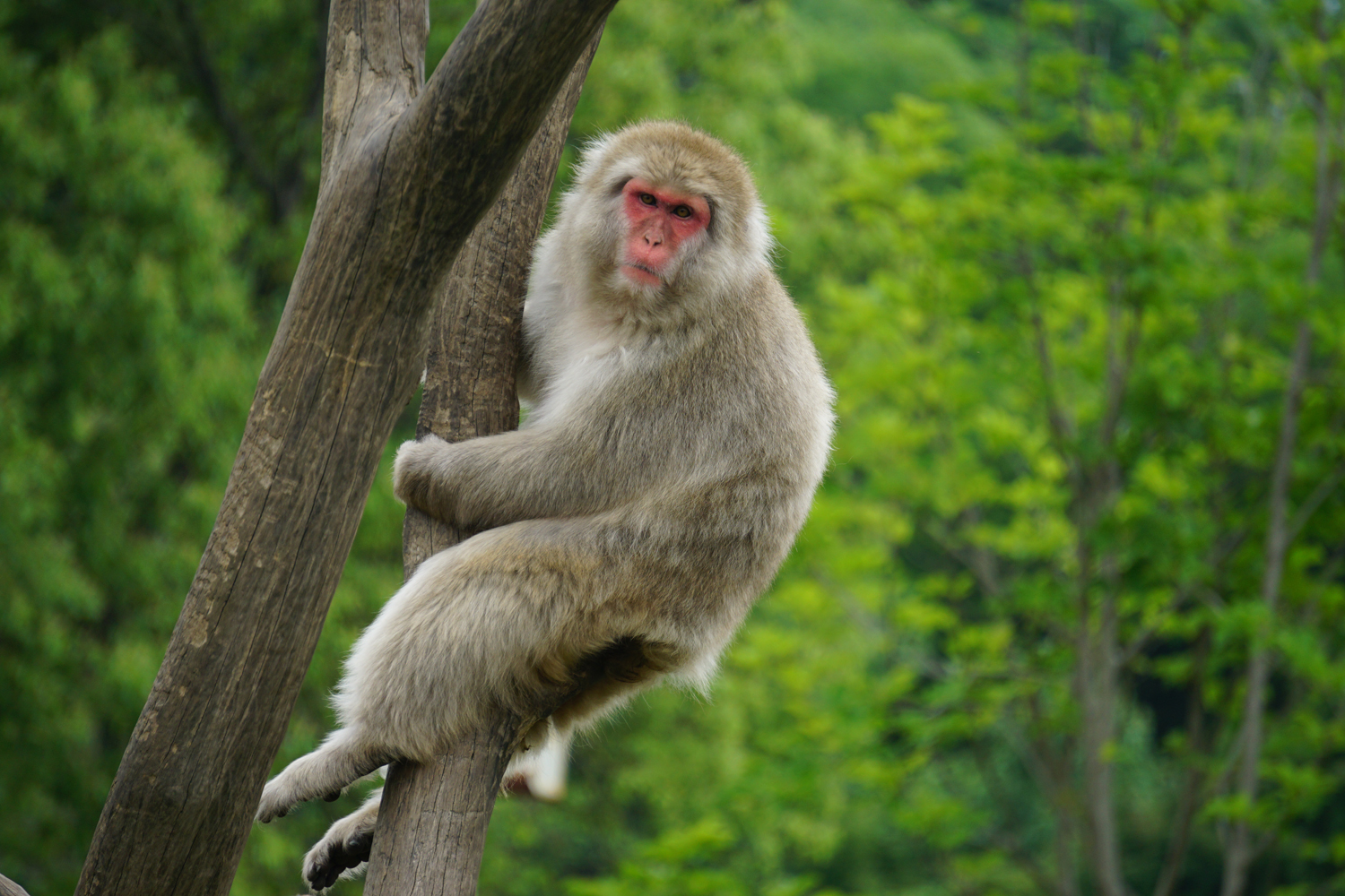 Japanese macaque (Macaca fuscata)