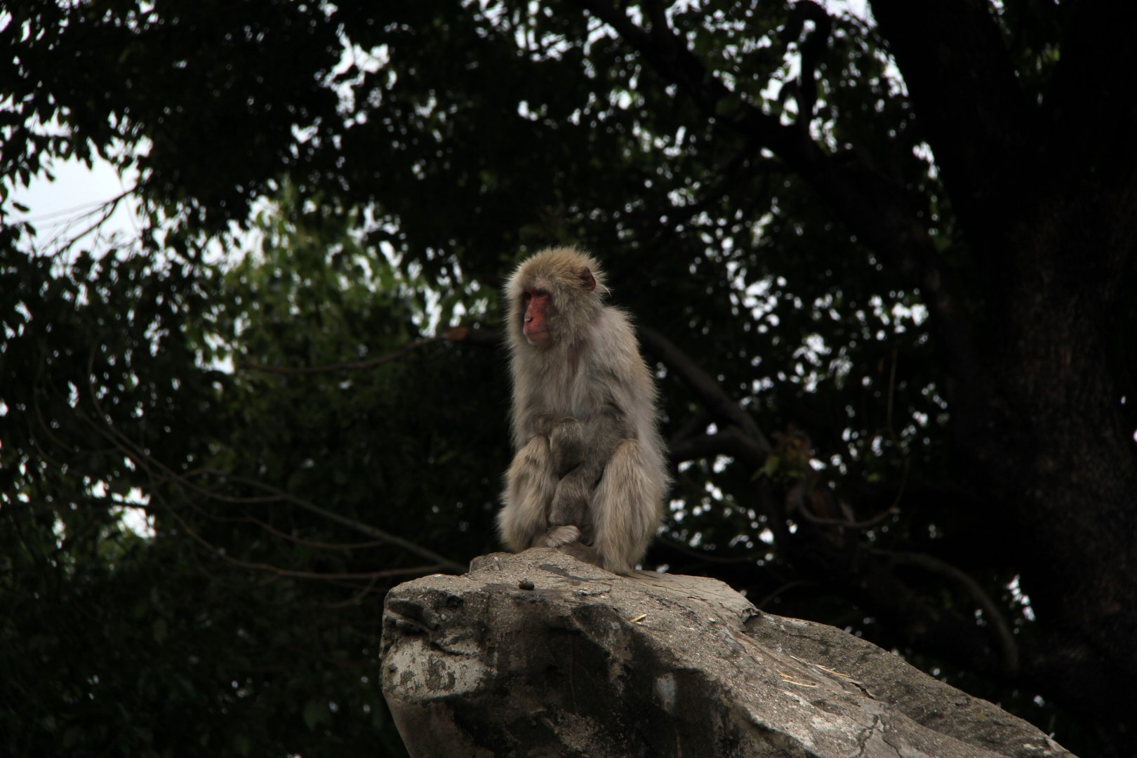 Japanese macaque (Macaca fuscata)