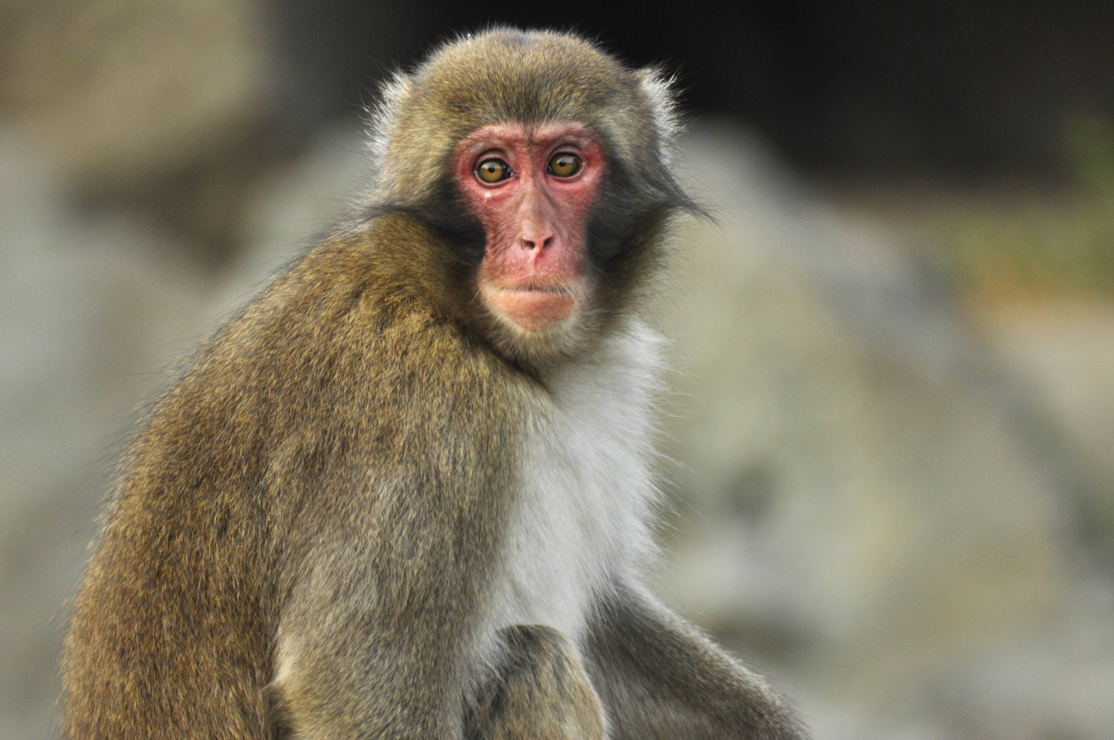 Japanese macaque (Macaca fuscata)