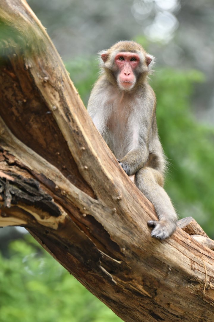 Japanese macaque (Macaca fuscata)