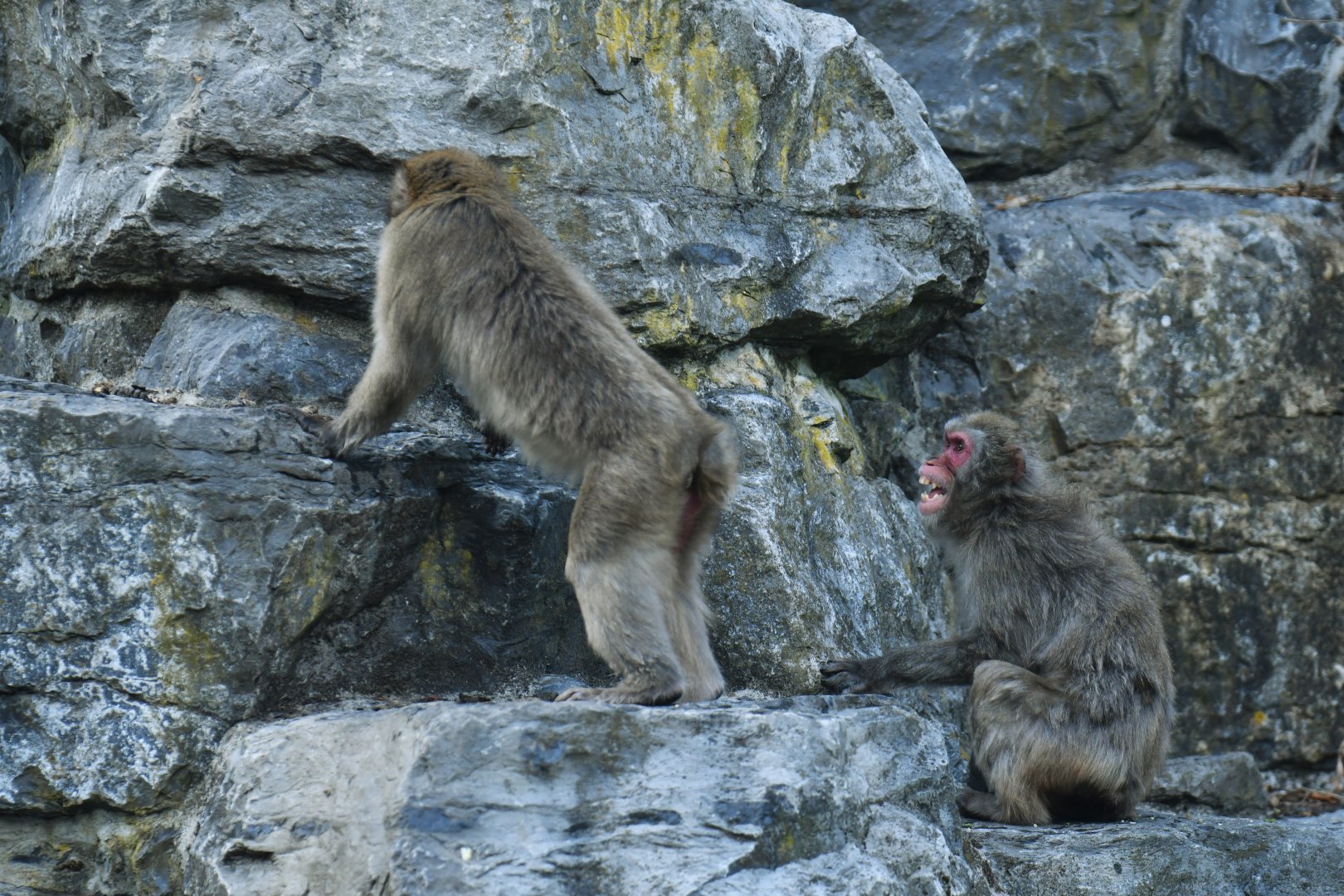 Japanese macaque (Macaca fuscata)
