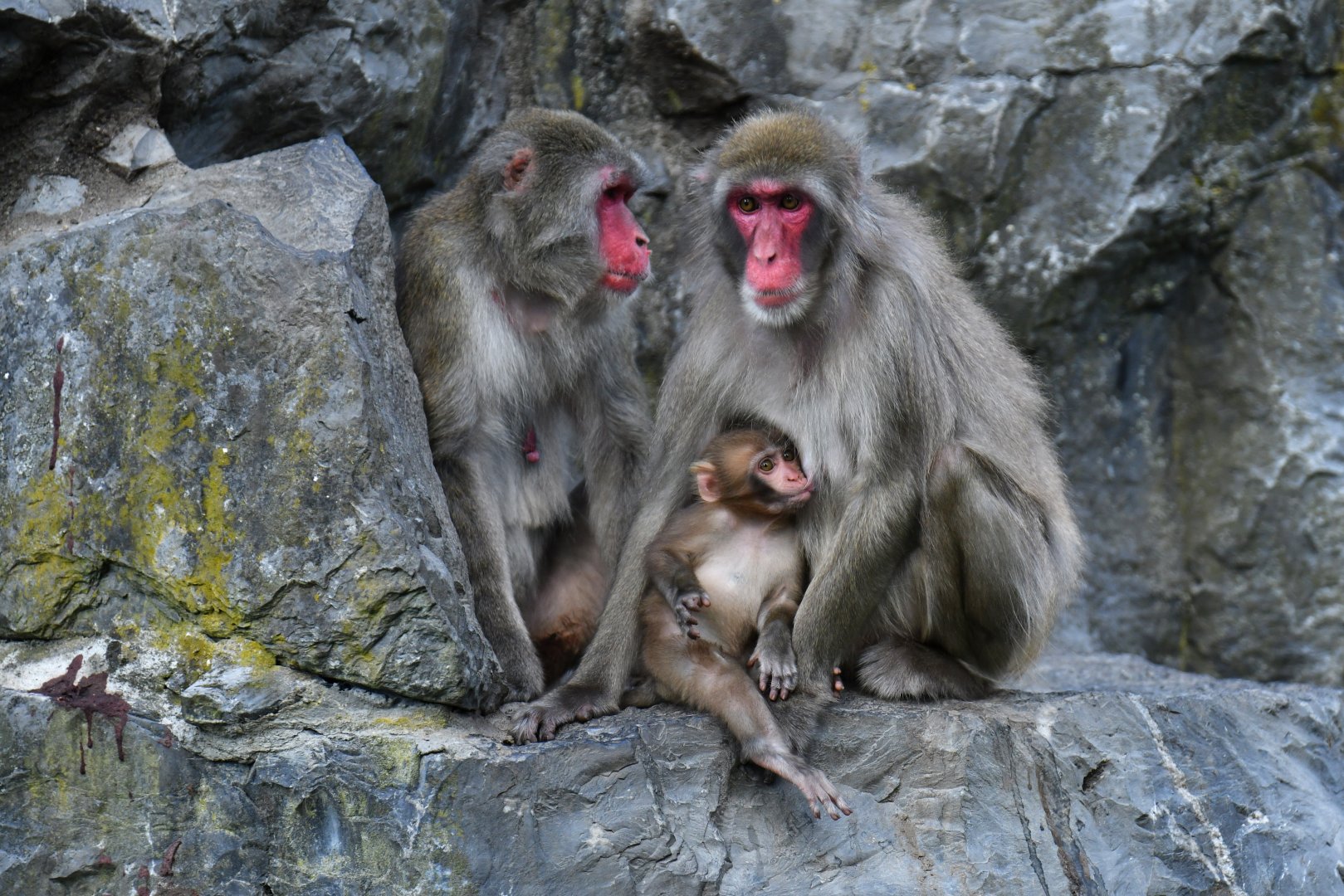 Japanese macaque (Macaca fuscata)