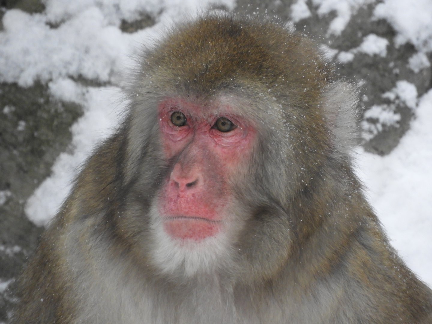 Japanese Macaque (Macaca fuscata)