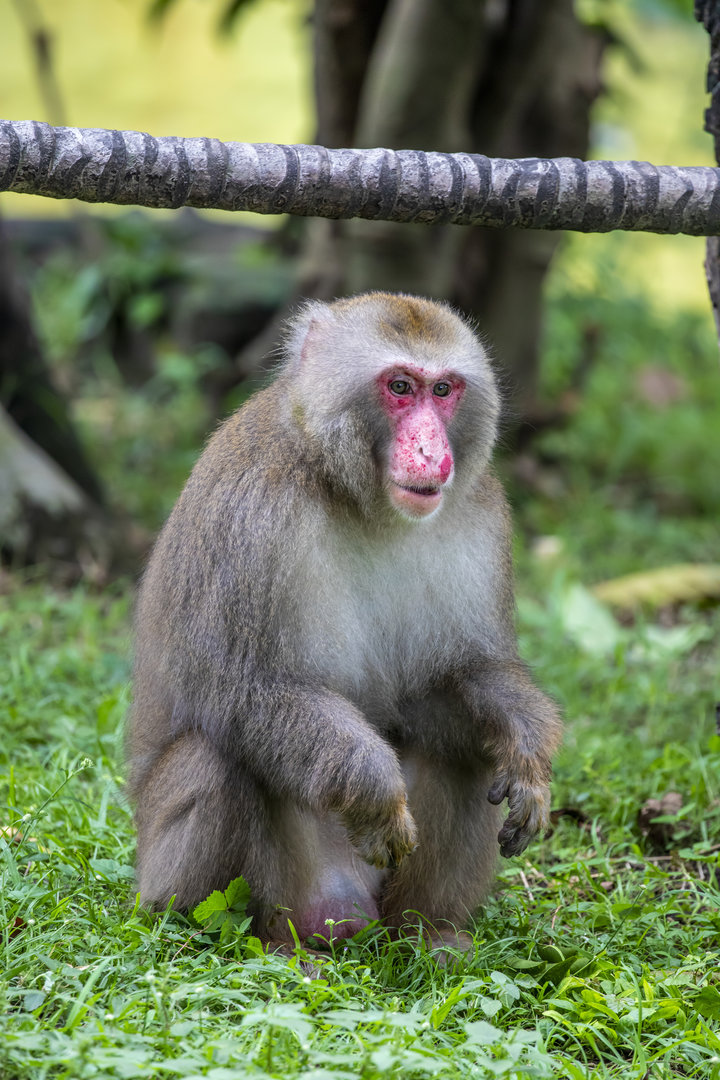 Japanese macaque (Macaca fuscata)