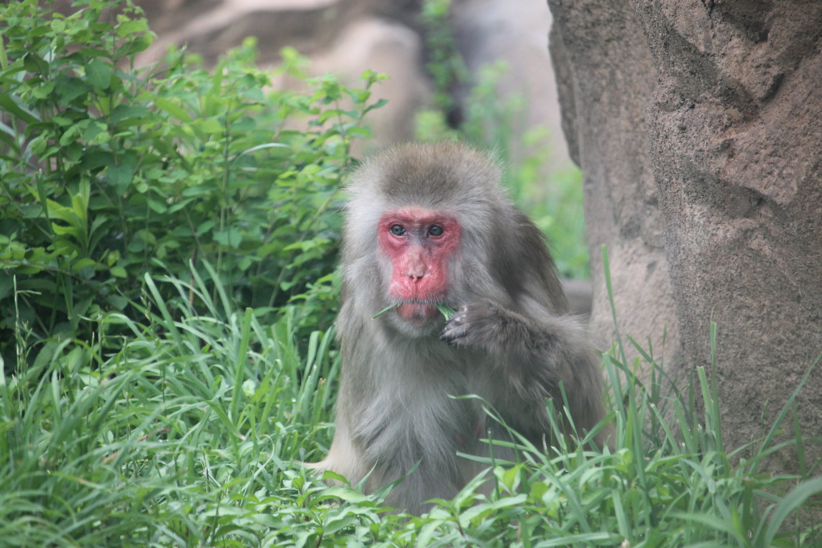 Japanese Macaque (Macaca fuscata)