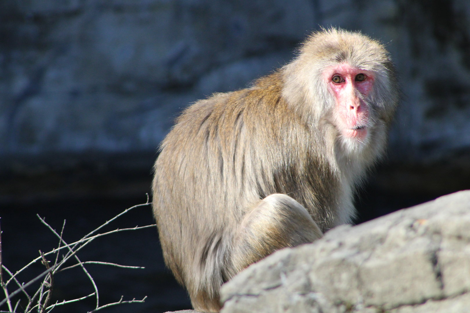 Japanese Macaque (Macaca fuscata)