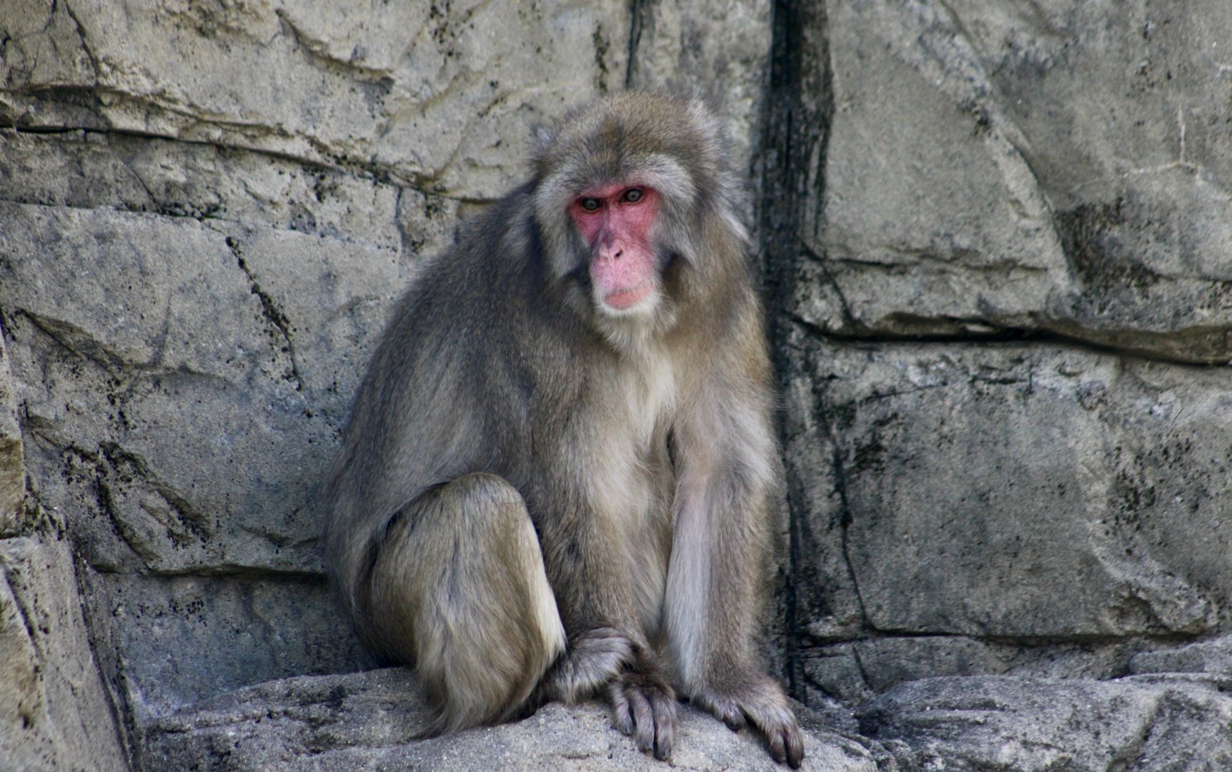 Japanese Macaque (Macaca fuscata)
