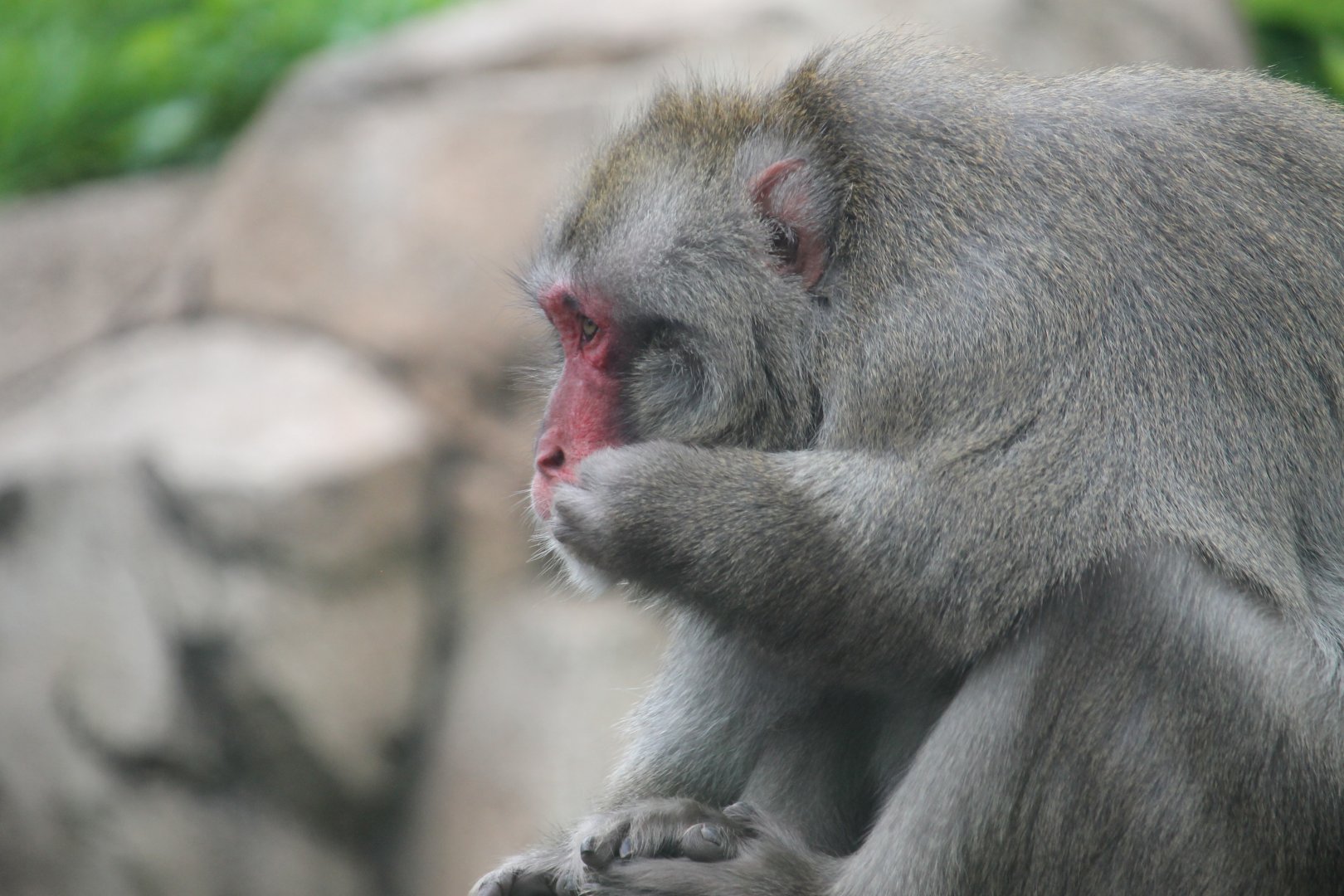 Japanese Macaque (Macaca fuscata)