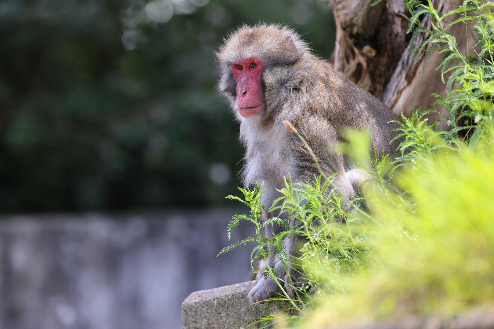 Japanese Macaque (Macaca fuscata)