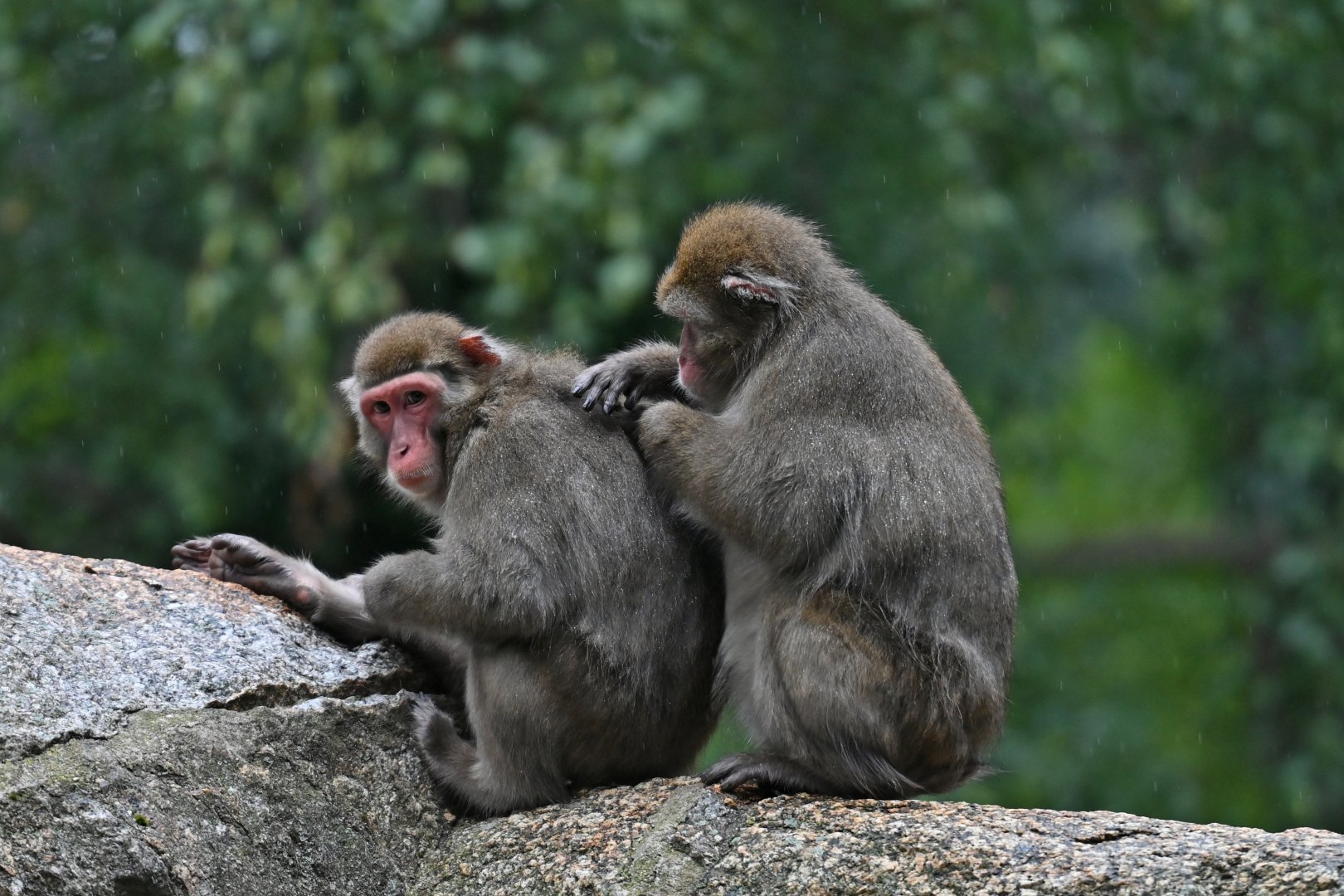 Japanese macaque (Macaca fuscata)
