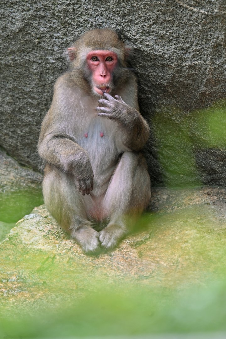 Japanese macaque (Macaca fuscata)