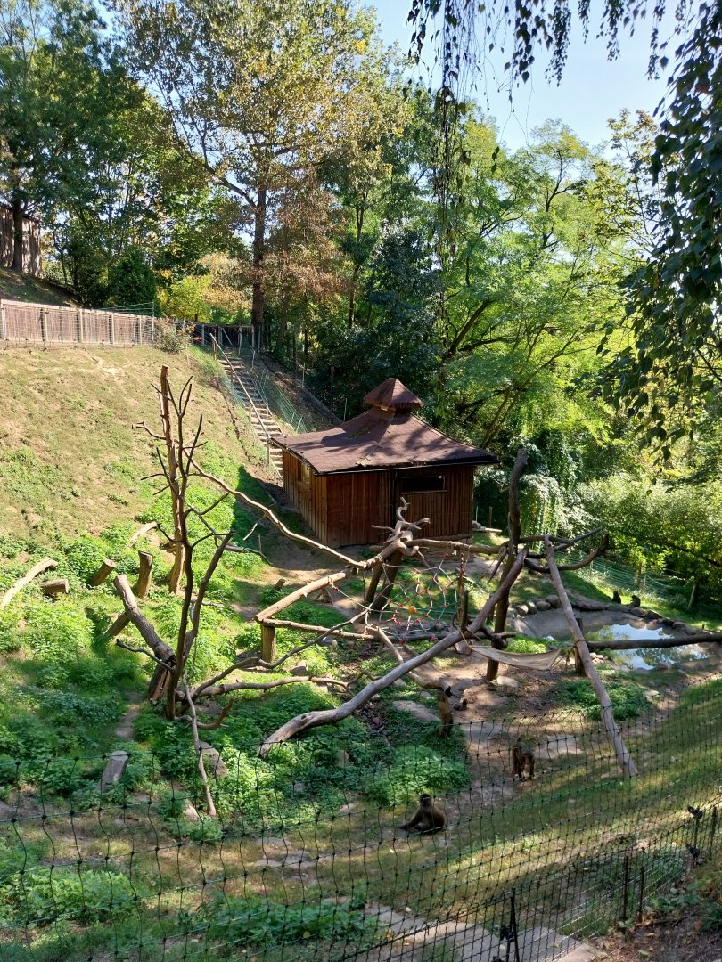 Japanese Macaque (Macaca fuscata)